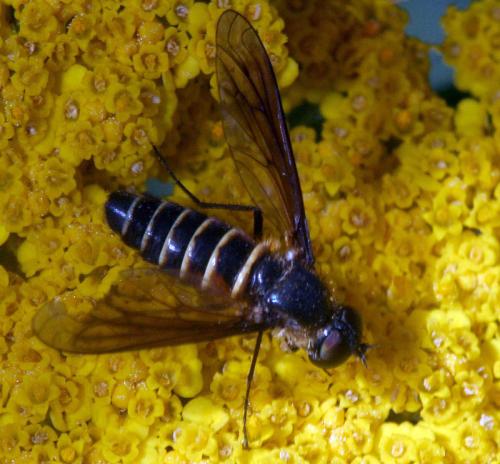 Lomatia sp.
