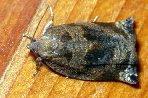 Réf. 41 112 : Archips crataegana