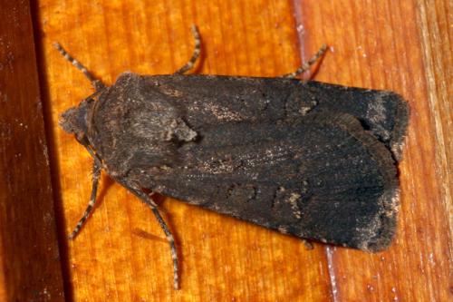 Euxoa nigricans