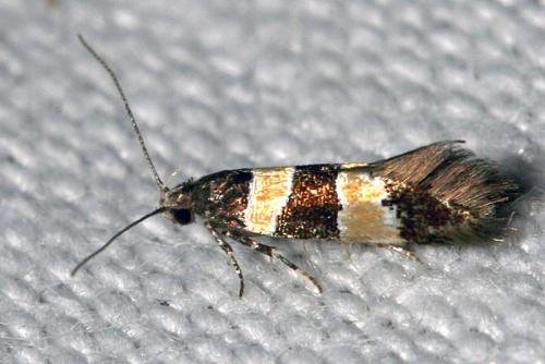 Goidanichiana jourdheuillella