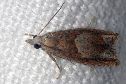 Réf. 41 054 : Eucosma conterminana