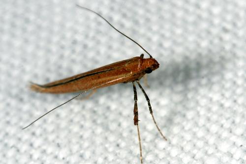 Réf. 41 141 : Caloptilia sp.