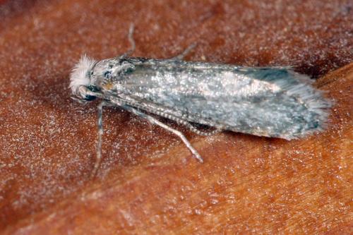 Ocnerostoma sp.