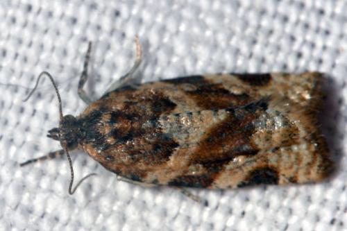 Réf. 41 003 : Argyrotaenia ljungiana