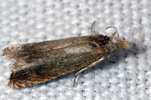 Eucosma sp.