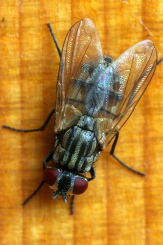 Réf. 41 660 : Musca domestica