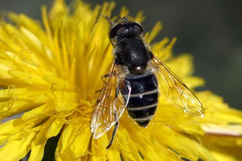 Réf. 41 181 : Eristalis arbustorum