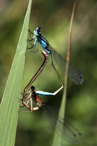 Ischnura elegans