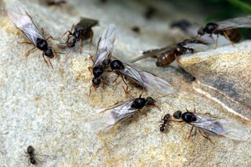 Réf. 41 182 : Lasius sp.