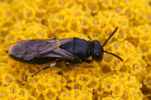 Réf. 41 784 : Hylaeus sp.