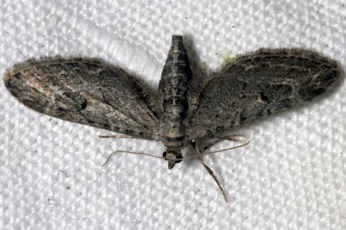 Eupithecia sp.