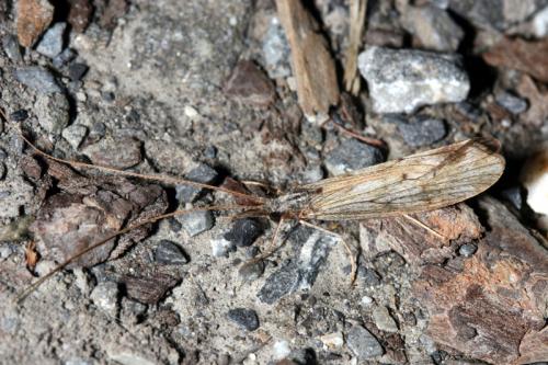 Réf. 41 332 : Odontocerum albicorne