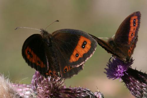 Erebia neoridas