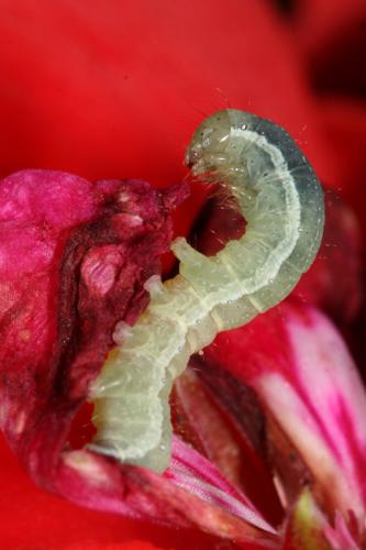 Mamestra brassicae