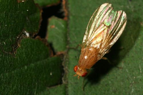 Tricholauxania praeusta
