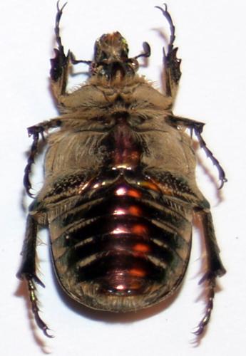 Réf. 41 504 : Protaetia potanini