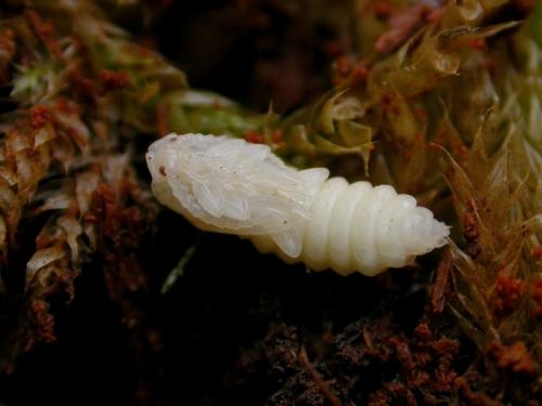 Réf. 41 815 : Dictyoptera aurora