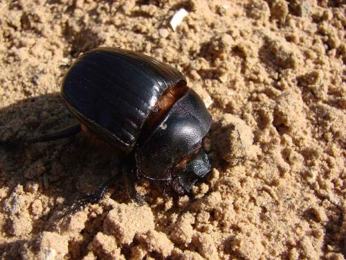 Heliocopris antenor