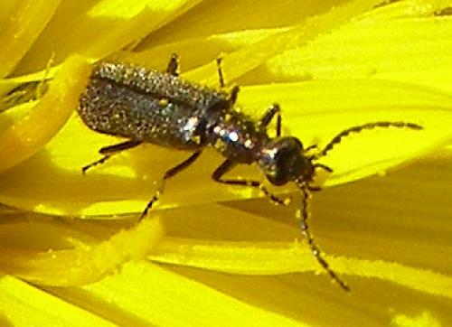 Réf. 41 458 : Dasytes plumbeus