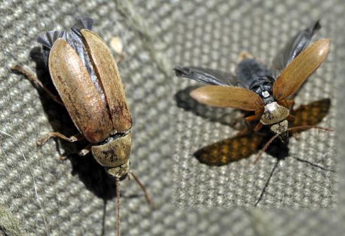 Dascillus cervinus
