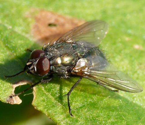 Eudasyphora sp.