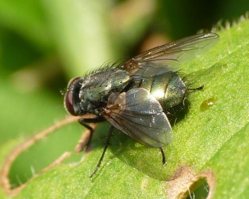 Réf. 41 030 : Eudasyphora sp.
