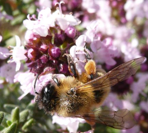 Andrena nigroaenea