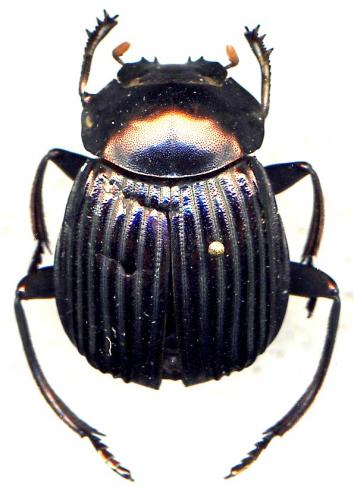 Deltochilum icarus