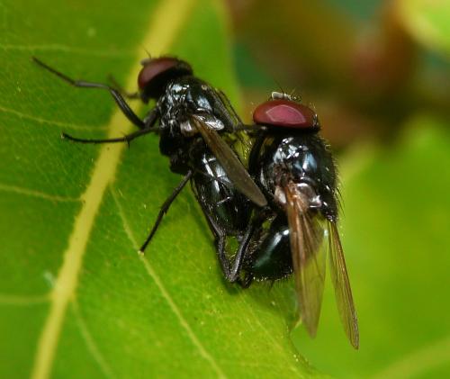 Réf. 41 862 : Hydrotaea ignava