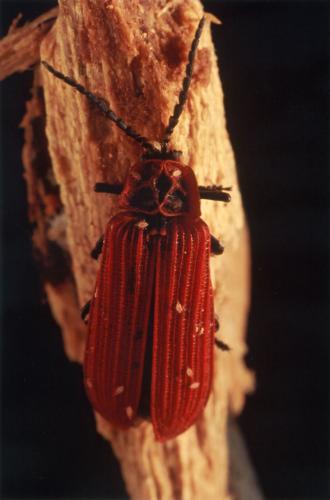 Dictyoptera aurora
