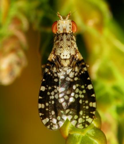 Réf. 41 197 : Trypetoptera punctulata