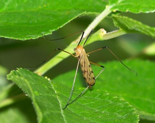 Réf. 41 596 : Limonia nigropunctata