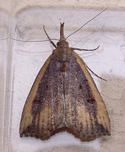 Hypena rostralis