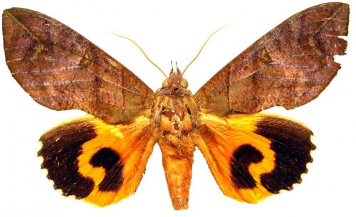 Réf. 41 498 : Eudocima sp.