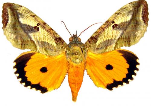 Eudocima apta