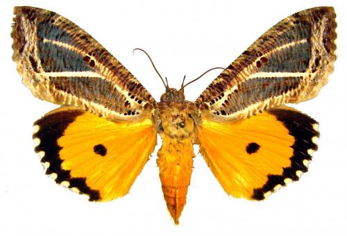 Réf. 41 495 : Eudocima apta
