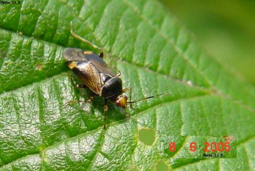 Deraeocoris flavilinea