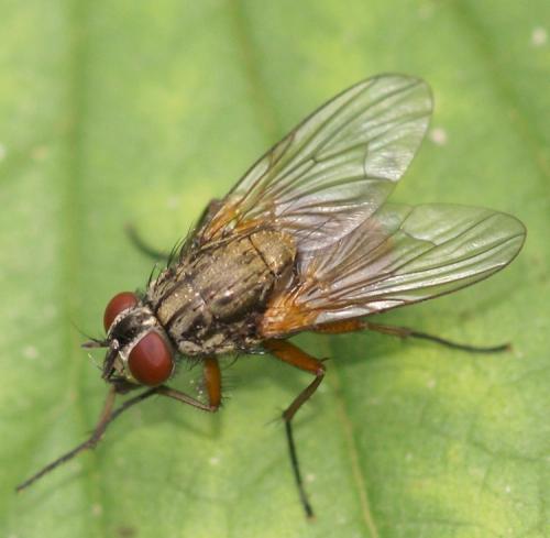 Mydaea urbana