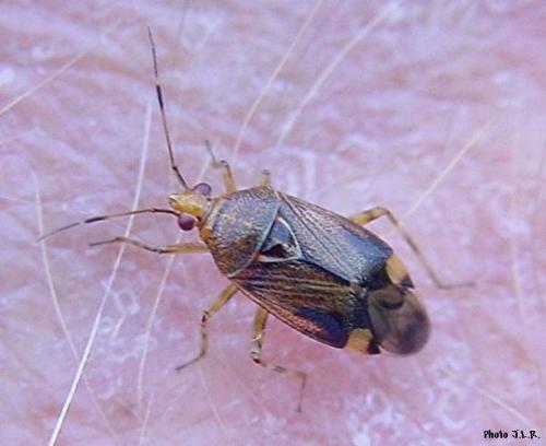Deraeocoris flavilinea