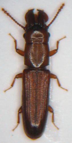 Réf. 41 314 : Prostomis mandibularis