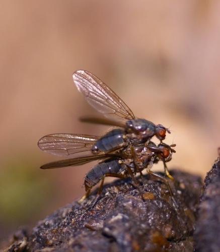 Dryomyza flaveola