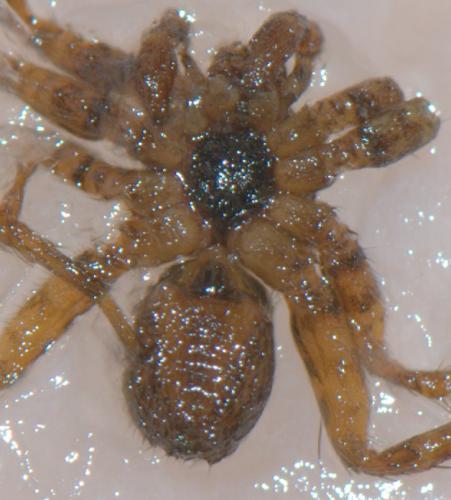 Pardosa sp.