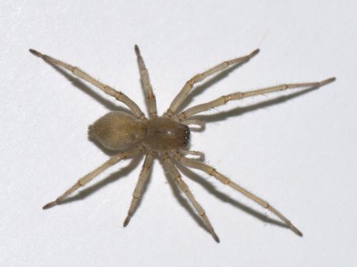 Réf. 41 919 : Cheiracanthium mildei
