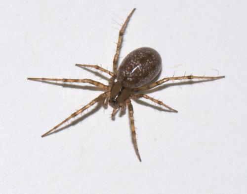 Réf. 41 412 : Stemonyphantes lineatus