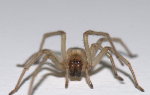 Réf. 41 920 : Cheiracanthium mildei
