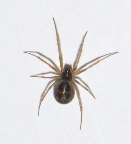Tenuiphantes sp.