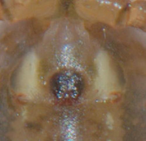 Stemonyphantes lineatus