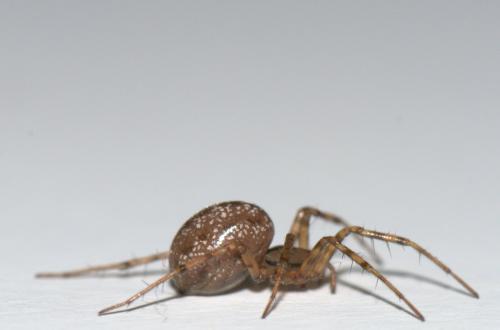 Réf. 41 413 : Stemonyphantes lineatus