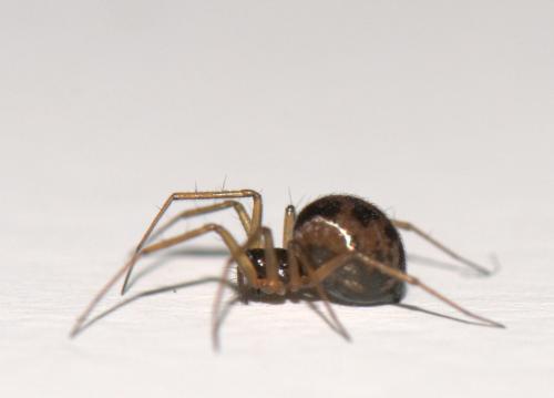 Réf. 41 189 : Tenuiphantes sp.