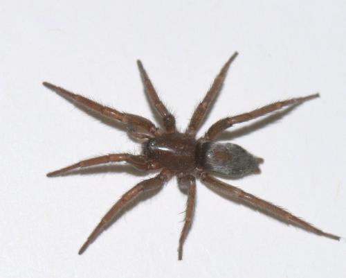 Réf. 41 326 : Scotophaeus blackwalli
